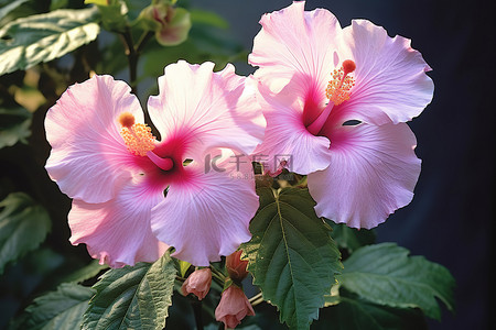 一家三口照片背景图片_芙蓉花园里盛开粉红色的花照片