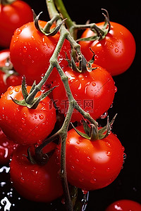 藤蔓背景图片_藤蔓上的红番茄，有水滴