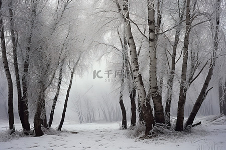 俄罗斯树木背景图片_冬季树木俄罗斯艺术文化遗址