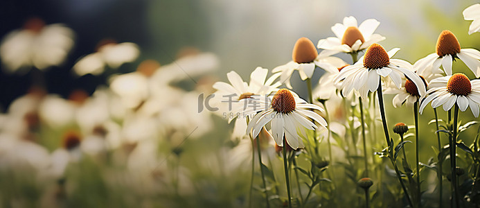 背景模糊的田野里盛开着一群白色和棕色的花朵