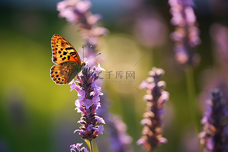 一只棕色的蝴蝶坐在薰衣草花上
