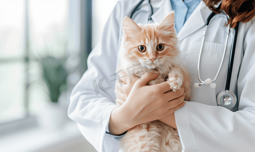 抱猫医生摄影照片_女性宠物医生抱着布偶猫咪