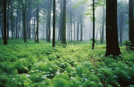 公路森林背景图片_里面有植物和树木的森林