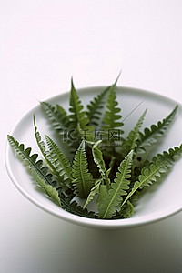 茶叶子背景图片_白碗中蕨类植物叶子的照片