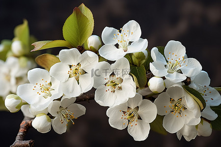 盛开的白色花朵背景图片_苹果树枝上的白色花朵