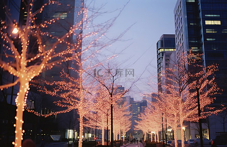 黄昏的城市灯光和街道上高楼前的白树