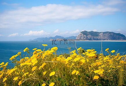 古风山海背景图片_山海前美丽的黄色花朵