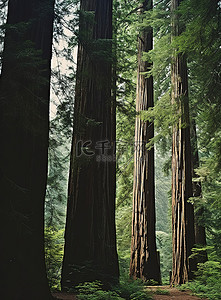 红木背景图片_红木森林树木