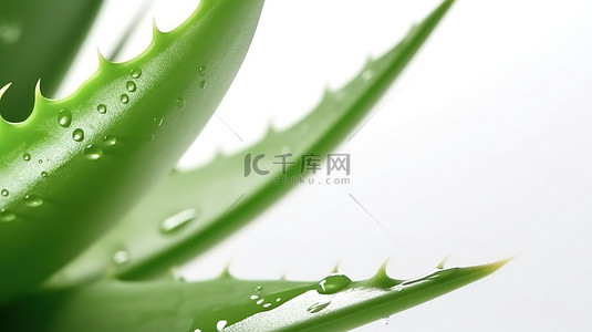 化妆品成分背景图片_芦荟 3d 渲染特写在白色背景水平横幅上与绿色植物