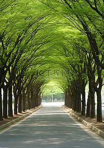 韩国 韩国街道 树下 朝鲜街道 edulan 热江高中