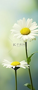 br背景图片_背景中的两朵雏菊花与绿色 br