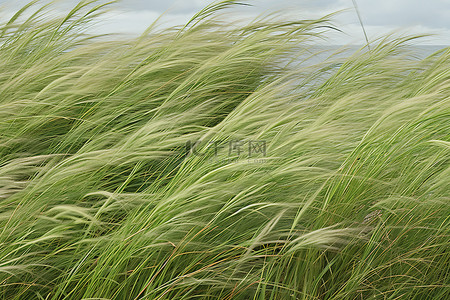 西雅图背景图片_在西雅图美术印刷品中拍摄风在草地上翻滚的波浪