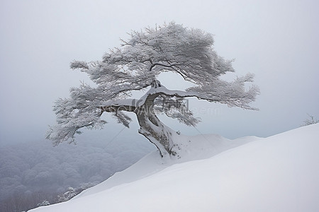 山脊上有一棵有雪的树