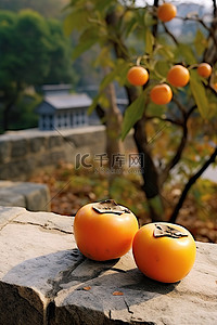 石头上的两个柿子俯瞰着花园