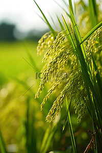 田间生长的水稻植物的特写镜头