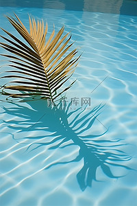 棕榈树的影子在水池中