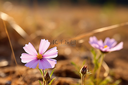 棕色的田野上有两朵粉红色的小花
