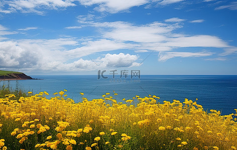 油菜花蓝天花和黄色海洋