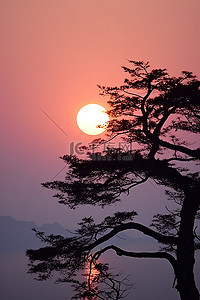 早晨的太阳背景图片_太阳正在雾边缘的一棵树后面落下