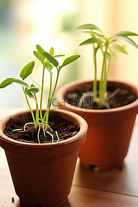 有根的植物背景图片_四盆有根的植物