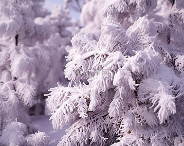 冬天松树背景图片_白雪覆盖的松树