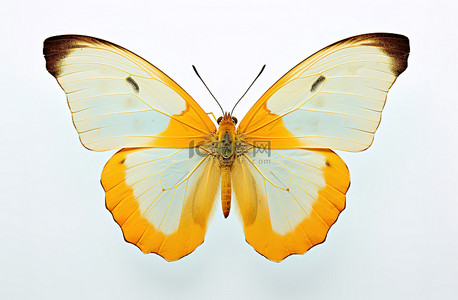 分色翅膀背景图片_白色背景上显示黄色和橙色翅膀的蝴蝶