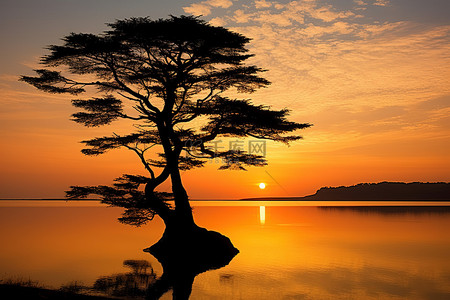 日出时湖上一棵孤树的轮廓