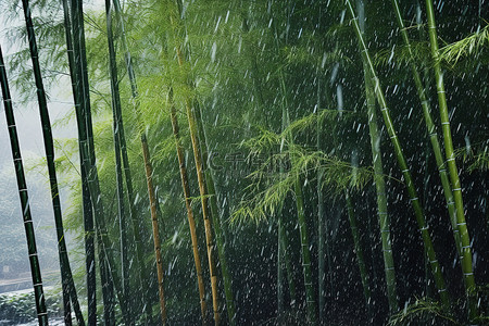 绿色的竹树 台湾竹子 青山竹树