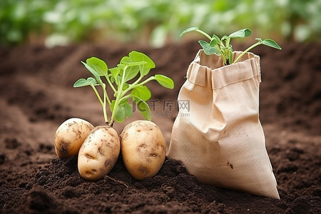 纸袋里的两个土豆生长在农场的泥土里