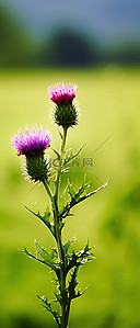 田野野花背景图片_一株紫色蓟植物矗立在绿色田野的中央