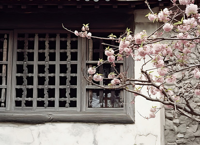 房子里的树开花，就像有黑白栏杆的窗户一样