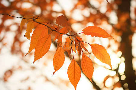 万花筒般的明亮烟熏橙色叶子挂在树枝上