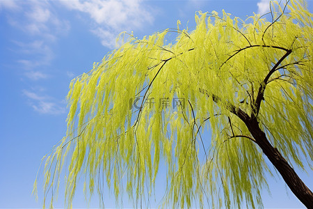 福背景图片_蓝天前的一棵柳树