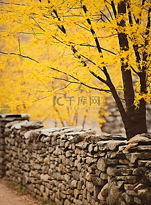 德邦背景图片_巴基斯坦北阿坎德邦石墙上的黄树