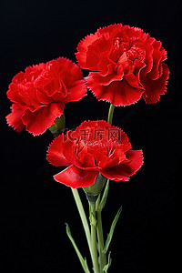 孤立的背景图片_白色背景上孤立的两朵红色康乃馨