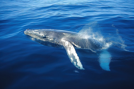 座头鲸在蓝色的大海中游泳