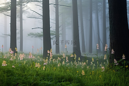 林中背景图片_森林的雾