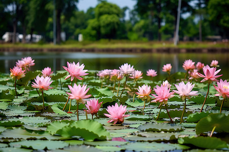 湖上游船卡通背景图片_湖上有粉红色的睡莲