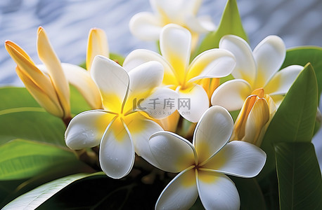 白色花背景图片_盛开的赤素馨花热带花园