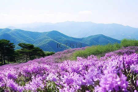 开满紫色花朵和山峦的景色