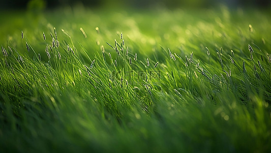 绿色生态叶子背景图片_草地植物生态