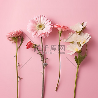 粉红色背景下的四朵雏菊玫瑰和其他花朵