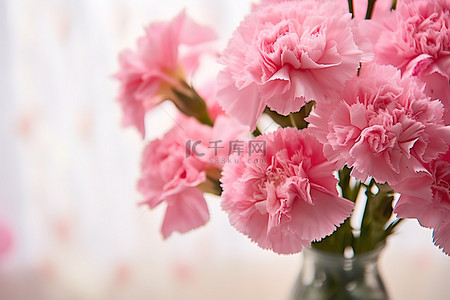 母亲节康乃馨背景图片_一个透明的花瓶里有粉红色的康乃馨