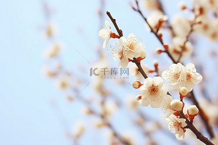春天的小花背景图片_白色的小花，周围有蓝天