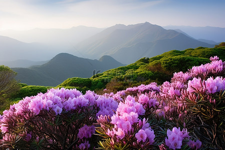 台湾背景图片_台湾山泉田杜鹃花盛开