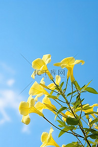 春天早晨背景图片_早晨阳光下的花朵