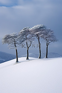 雪地背景图片_雪中​​斜坡上的四棵树