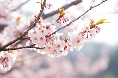 田野里看到樱花盛开的树枝