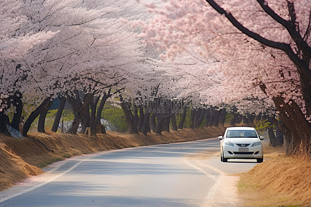 白花背景图片_一辆开着樱花树和白花的轿车沿着道路行驶