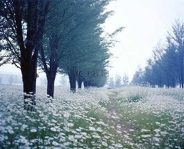孤独的道路 白色雏菊的田野